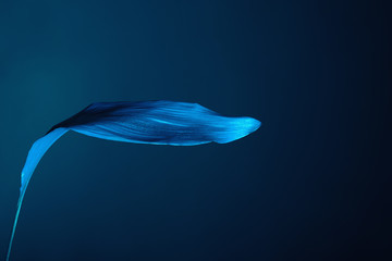 Tropical leaf on dark color background