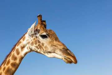 Close-up african wild giraffe head with blue sky on background