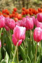 pink tulip garden and flower background