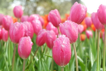 tulip flower background