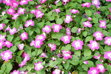 beautiful flower background