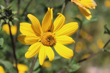 Flores de verano