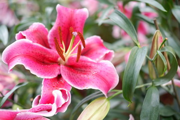 beautiful pink lily flowers background
