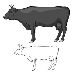 Black cow with horns. Cow ore. Cow in lines. Cow on white background. Vector