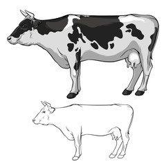 Black And White Cow with horns. Cow ore. Cow in lines. Cow on white background. Vector