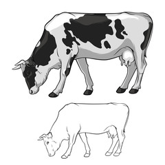 Black And White Cow graze. Cow in lines. Cow on white background. Cow ore. Vector
