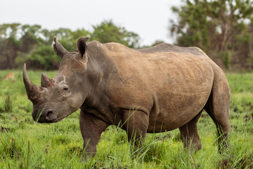 Obraz premium White rhinoceros (Ceratotherium simum) with calf in natural habitat, South Africa