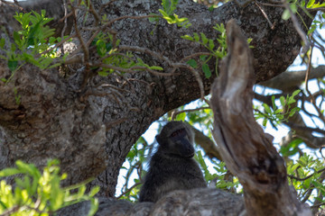 Baboon in tree