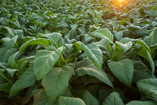 Tobacco field, Tobacco big leaf crops growing in tobacco plantation field.