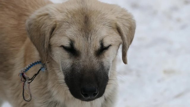 a dog in village conditions, trying to bark a puppy tied with rope,close-up dog head,