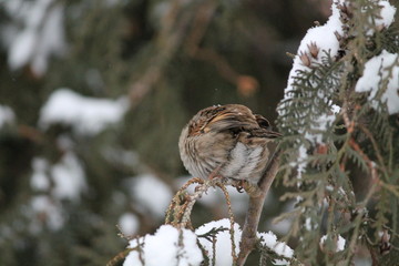 sparrow on branch