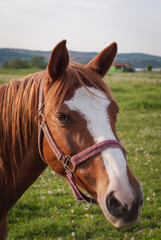 portrait of a horse