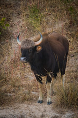 Indian Bison or Gaur or bos gaurus closeup at bandhavgarh tiger reserve, india