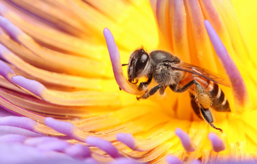 Bees and lotus	