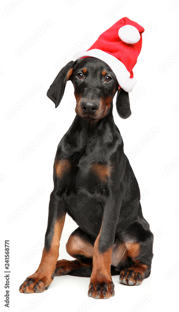 Canvas Prints german pinscher in santa red hat on white