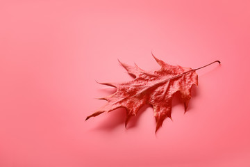 Obraz premium Autumn leaf on coral background