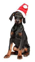 German Pinscher in Santa red hat on white