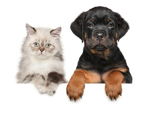 Obraz premium Kitten and Puppy above banner