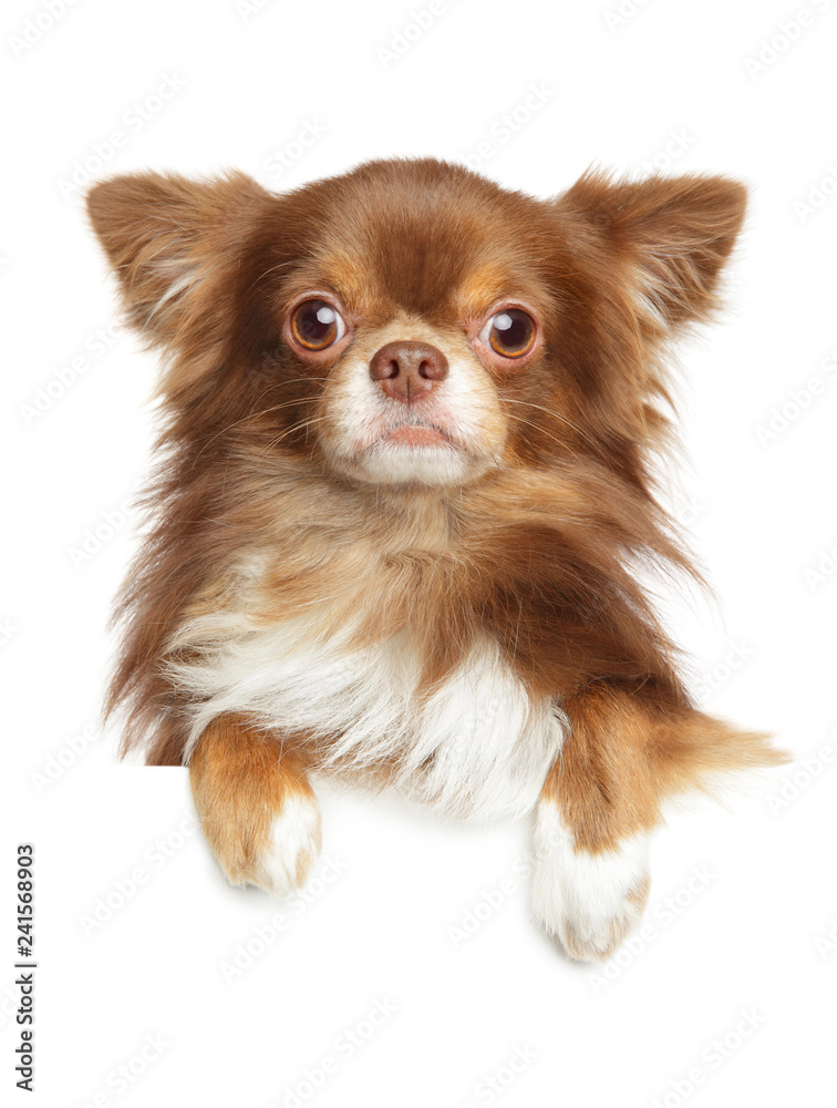 Poster close-up portrait of a longhaired chihuahua dog