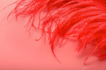 Red feather on coral background, closeup