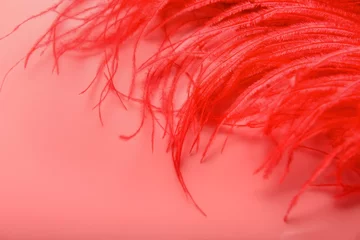 Rote Feder auf korallenrotem Hintergrund, Nahaufnahme © Pixel-Shot