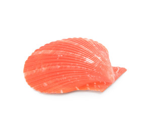 Beautiful seashell on white background