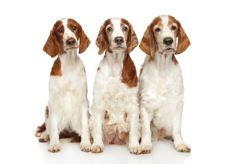 Springer Spaniels in front of white background