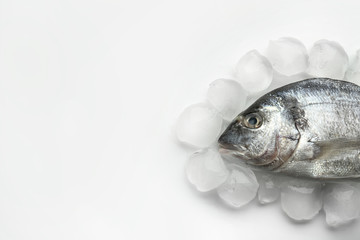 Fresh dorado fish with ice on white background