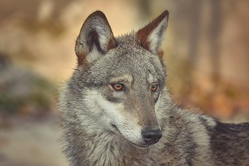 Portrait of wolf