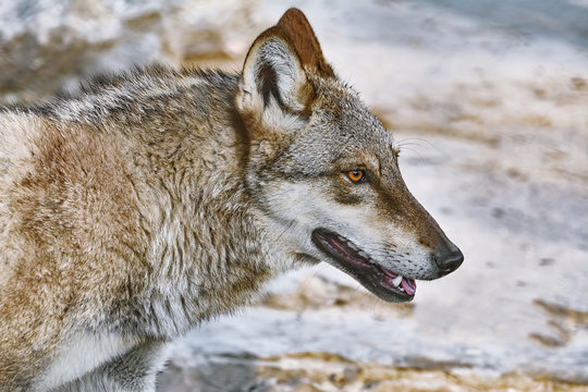 Portrait of wolf