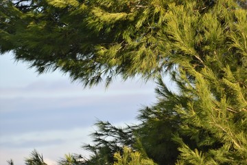 spring Cyprus nature