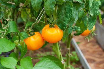 Ripe yellow tomatoes on a branch in a greenhouse. Growing organic vegetables in the city garden