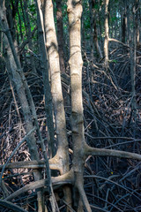  root of mangrove tree in a peat swamp forest