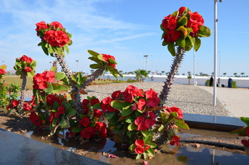 Шарм эль Шейх