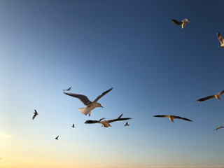 flock of seagulls flying in the sky