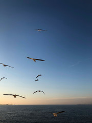 flock of seagulls flying over the sea