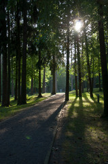 Sun shining through trees in a park