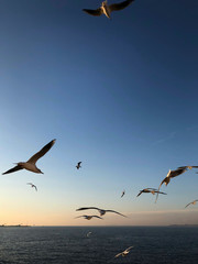 flock of seagulls flying over the sea