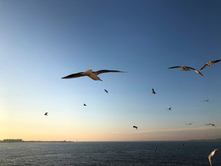 Fototapeta na wymiar flock of seagulls flying in the sky above sea