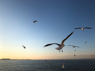 Fototapeta na wymiar flock of seagulls flying in the sky