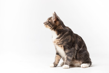 Fototapeta premium Adorable bobtail cat isolated on white background