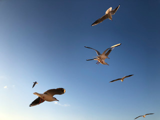 Fototapeta na wymiar flock of seagulls flying in the sky