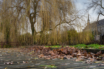 Willow tree branches over the canal water in the autumn morning