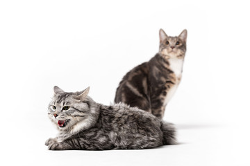 Adorable bobtail cats isolated on white background