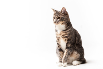 Adorable bobtail cat isolated on white background