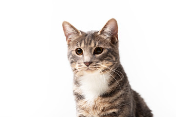 Adorable bobtail cat isolated on white background