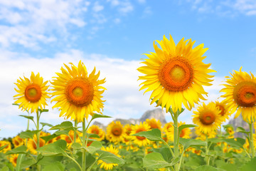 Beautiful sunflowers in the field natural background
