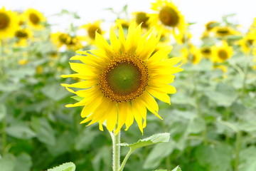 sunflower