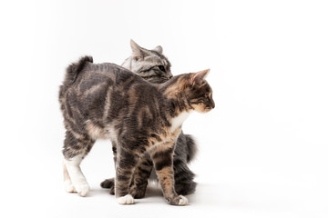 Adorable bobtail cats isolated on white background