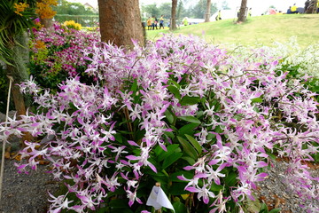 Fototapeta premium orchid